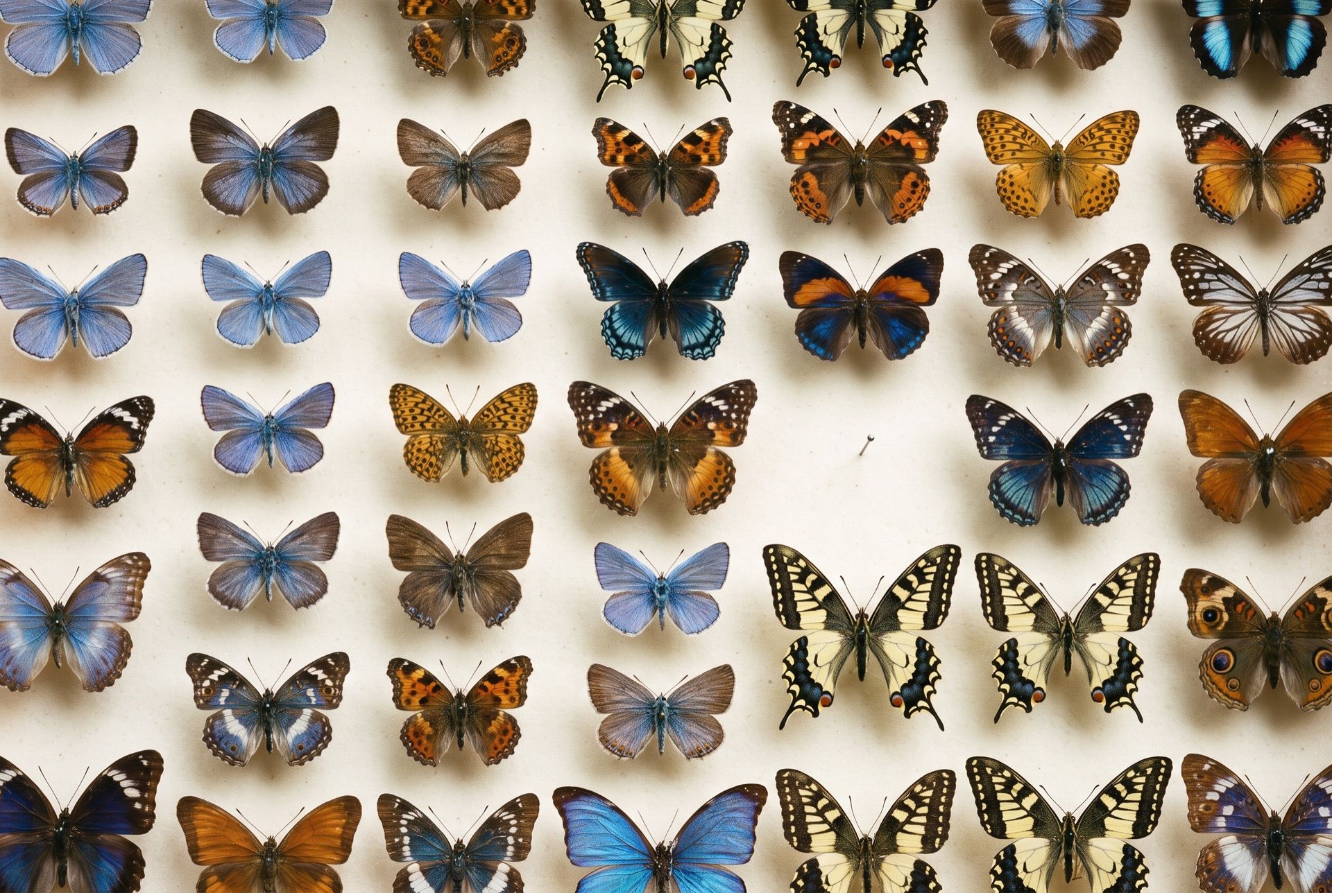 A museum drawer of pinned butterflies of many species arranged in a grid, with one space empty except for a bare pin.